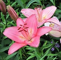 Franklin County (PA) Gardeners: Liliums--The True Lilies