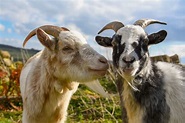 Goats Tend to Prefer Happy Humans, Study Reports - Nature World Today