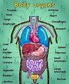 The Human Body Vocabulary: Let's Explore the Human Body...! - ESL Buzz