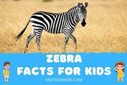 20 Zebra Facts For Kids That Will Baffle You – Facts For Kids