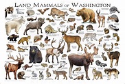Mammals of Washington Poster Print / Washington Mammals Field - Etsy Sweden