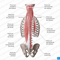 Músculos do dorso: Anatomia e funções | Kenhub