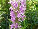 Wilde Orchideen im Garten Biokleingarten