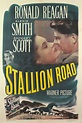 Stallion Road Pictures - Rotten Tomatoes
