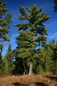 northern white pine Archives - Kent Conservation District