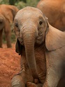 26 baby elephants that will instantly make you smile