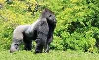 Gorila de montaña | Características, alimentación, reproducción, hábitat, comportamiento