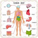 Science 3º Primaria Pedro I: Body parts and body organs