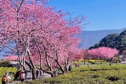 【玉山春櫻】草坪頭茶園賞櫻秘境、蓮花仙佛寺、東埔一泊二食美人|旅遊行程搜尋推薦 | 東南旅遊