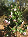 Camellia Desire full bush | Flickr - Photo Sharing!