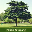 Fakta Pohon Ketapang - Ciriciripohon.com