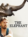 The Elephant Pictures - Rotten Tomatoes