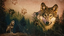 Stream A Wolf's Journey | MagellanTV