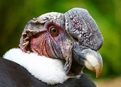 8 Things You Need to Know About the Andean Condor