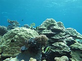 Flickriver: Photoset 'Kingman Reef NWR' by USFWS Pacific