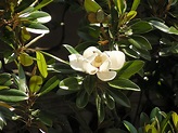 Cuidados del Árbol de Magnolia verano Galissonière, Magnolia grandiflora