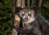 8 Surprising Facts About the Creepy-Cute Aye-Aye