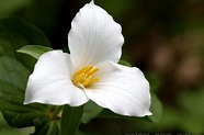 Canada's Provincial Flowers - Flower Blog | Autumn garden, Trillium ...