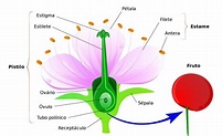 Estigma - estructura de las flores - biología - Definiciones y conceptos