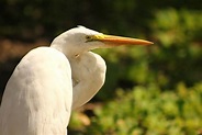 Características de la garza blanca y su preservación