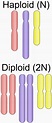 File:Haploid vs diploid.svg - Wikimedia Commons