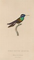 Histoire naturelle des oiseaux-mouches Pl.09 by René-Primevère Lesson ...