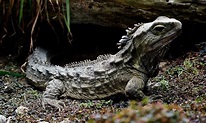 Curious genome of tuatara, an ancient reptile in peril | Mirage News