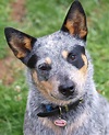 Pictures of Blue Heelers - Beautiful Images of Australian Cattle Dogs