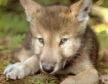 Fotos de Filhotes: Fotos de Filhotes - Filhote de lobo