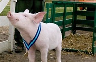 Schweinchen Wilbur und seine Freunde (2006) - Film | cinema.de