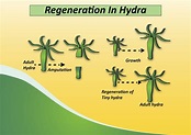 Explain the term ‘regeneration’ as used in reproduction in organisms ...