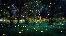 How Fireflies Glow — And What Their Signals Mean | Discover Magazine