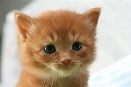 Cute Baby Cat Wallpapers For You Free Download - Orange Kitten Brown ...