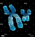 Ilustración 3D que muestra el cromosoma X y el cromosoma Y Fotografía ...
