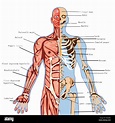 body, human, anatomy, medical, health, illustration, medicine, science ...