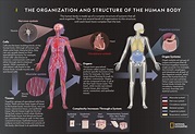 The Organization and Structure of the Human Body