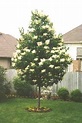 Summer Storm Japanese Tree Lilac | Siebenthaler's in 2021 | Lilac tree ...
