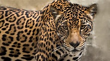 Jaguar, el enorme y mítico felino de América que sigue sobreviviendo