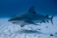 Bull Shark in the Great Lakes: Fact or Fiction? - American Oceans