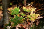 Japanese Maple Trees Diseases - Budapestsightseeing.org