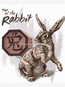 "Chinese Zodiac - Year of the Rabbit" Magnet for Sale by stephsmith ...