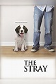 The Stray (película 2012) - Tráiler. resumen, reparto y dónde ver ...