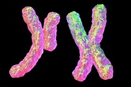 Human Chromosomes #3 Photograph by Kateryna Kon/science Photo Library ...