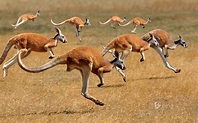 Red Kangaroos Jumping | Animali dell'australia, Animali, Mammiferi