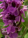 Peter Lovett's ramblings : Four wild Orchid species and butterflies ...