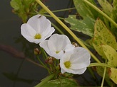 水生植物~澤瀉(五張圖)＠我的空中花園(1)｜PChome 個人新聞台