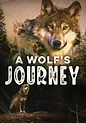 Watch A Wolf's Journey (2019) - Free Movies | Tubi