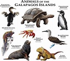 10+ Dibujos De Galapagos