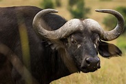 African buffalo with big horns in nature · Free Stock Photo
