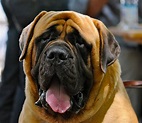 Top 10 Largest Dog Breeds | PetHelpful